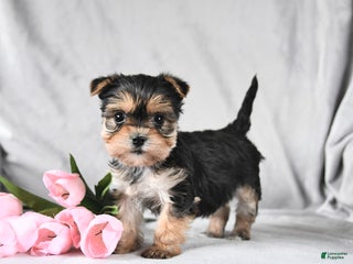 Morkie dogs Clover - Ad 26