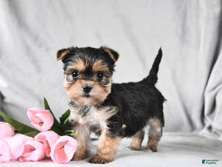 Morkie dogs Clover - Ad 19