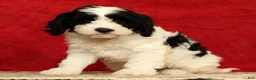 Cavapoo dogs for sale: Barbi - Ad 4