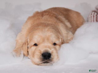 Golden Retriever dogs Bear - Ad 37