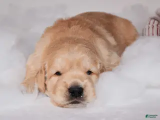 Golden Retriever dogs Bear - Ad 35