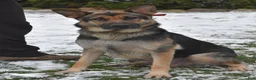 German Shepherd dogs for sale: Bertha - Ad 4