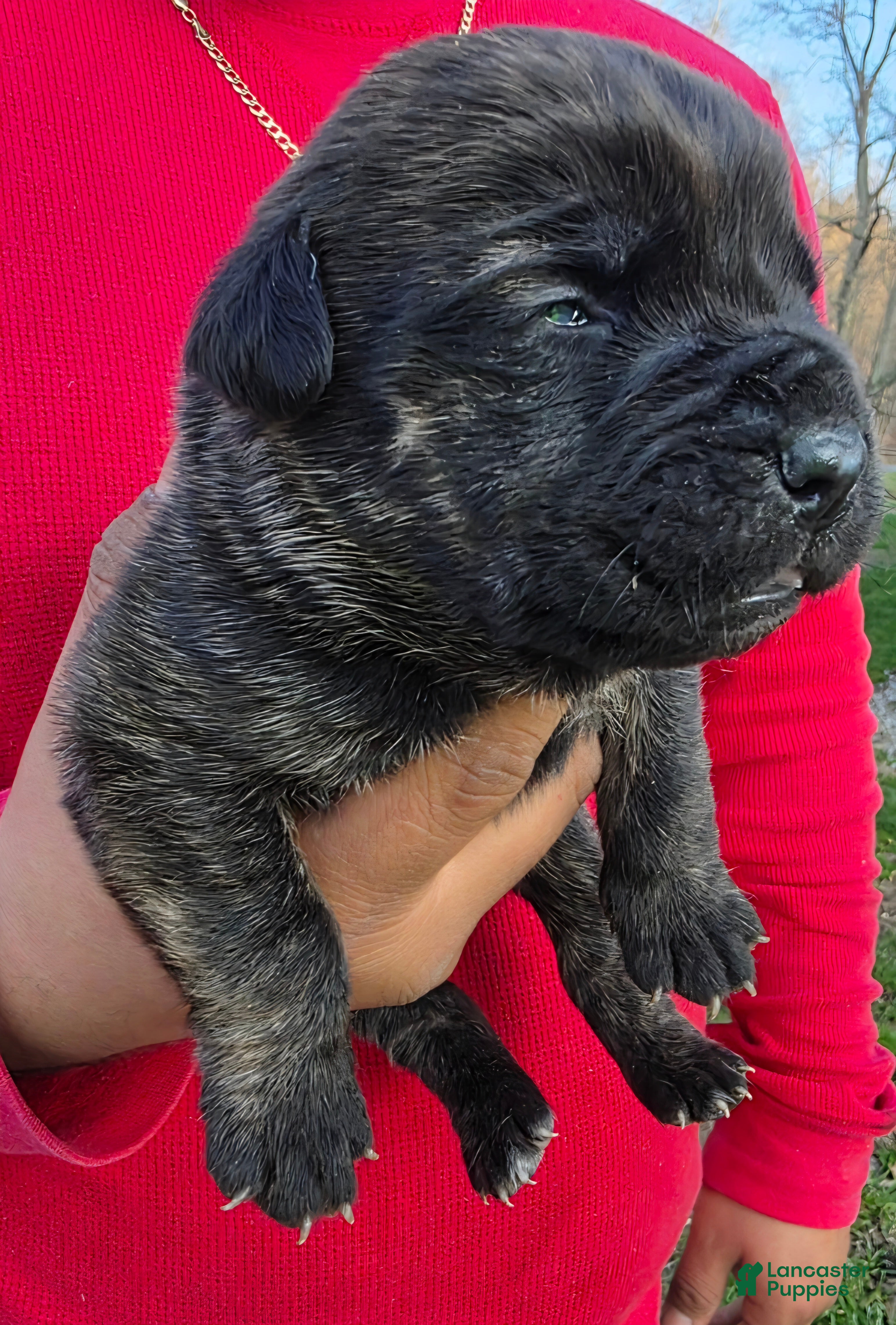 Cane Corso dogs Cane Corso Puppy 2 - Ad 1