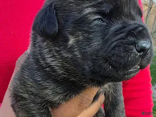 Cane Corso dogs for sale: Cane Corso Puppy 2 - Ad 2