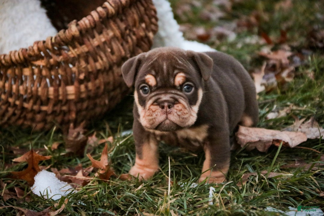 English Bulldog dogs for sale: Brutus - Ad 7