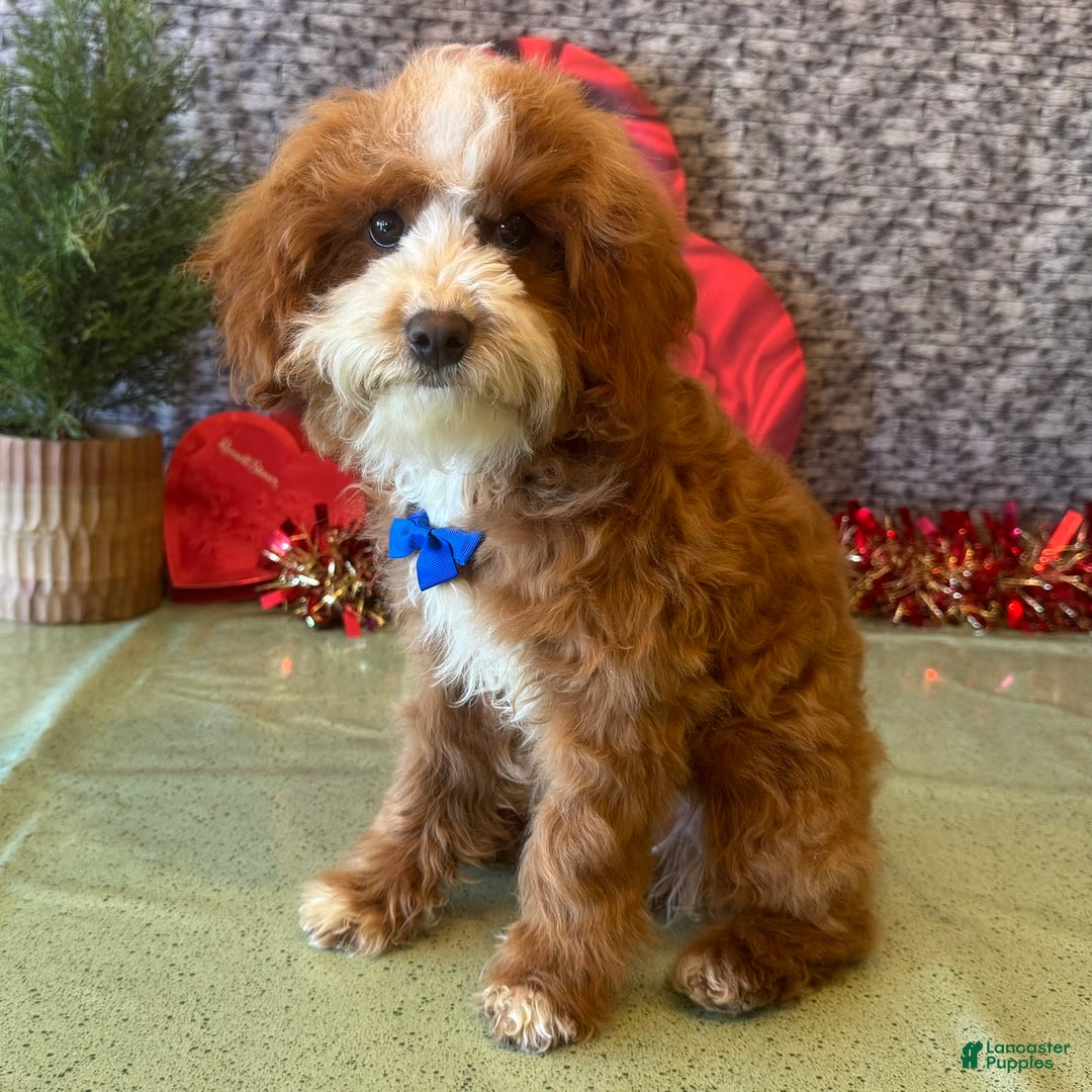 Cavapoo dogs for sale: Ned - Ad 1