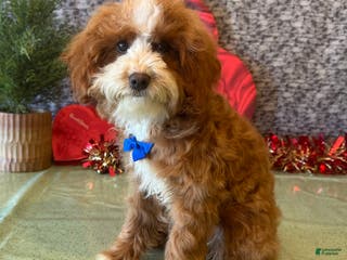 Cavapoo dogs Ned - Ad 29