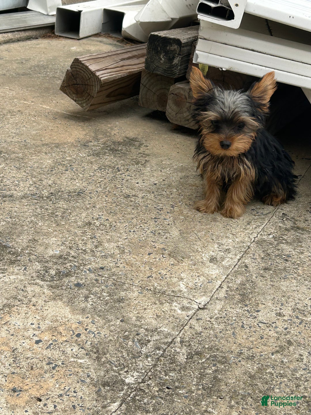 Yorkshire Terrier dogs for sale: Leonardo - Ad 3