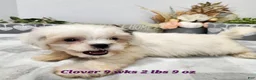 Teddy Bear dogs for sale: Clover - Ad 10