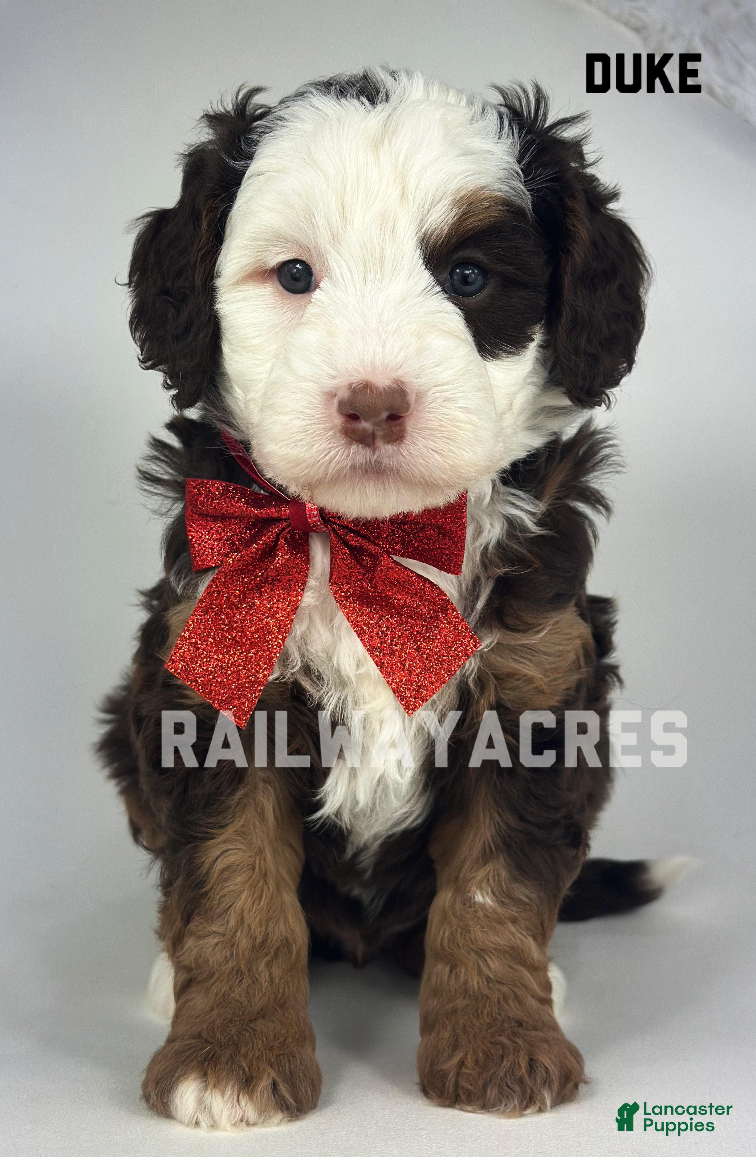 Mixed Breed dogs Duke - Ad 18