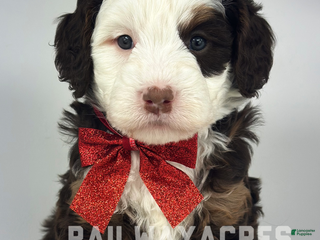 Mixed Breed dogs Duke - Ad 9