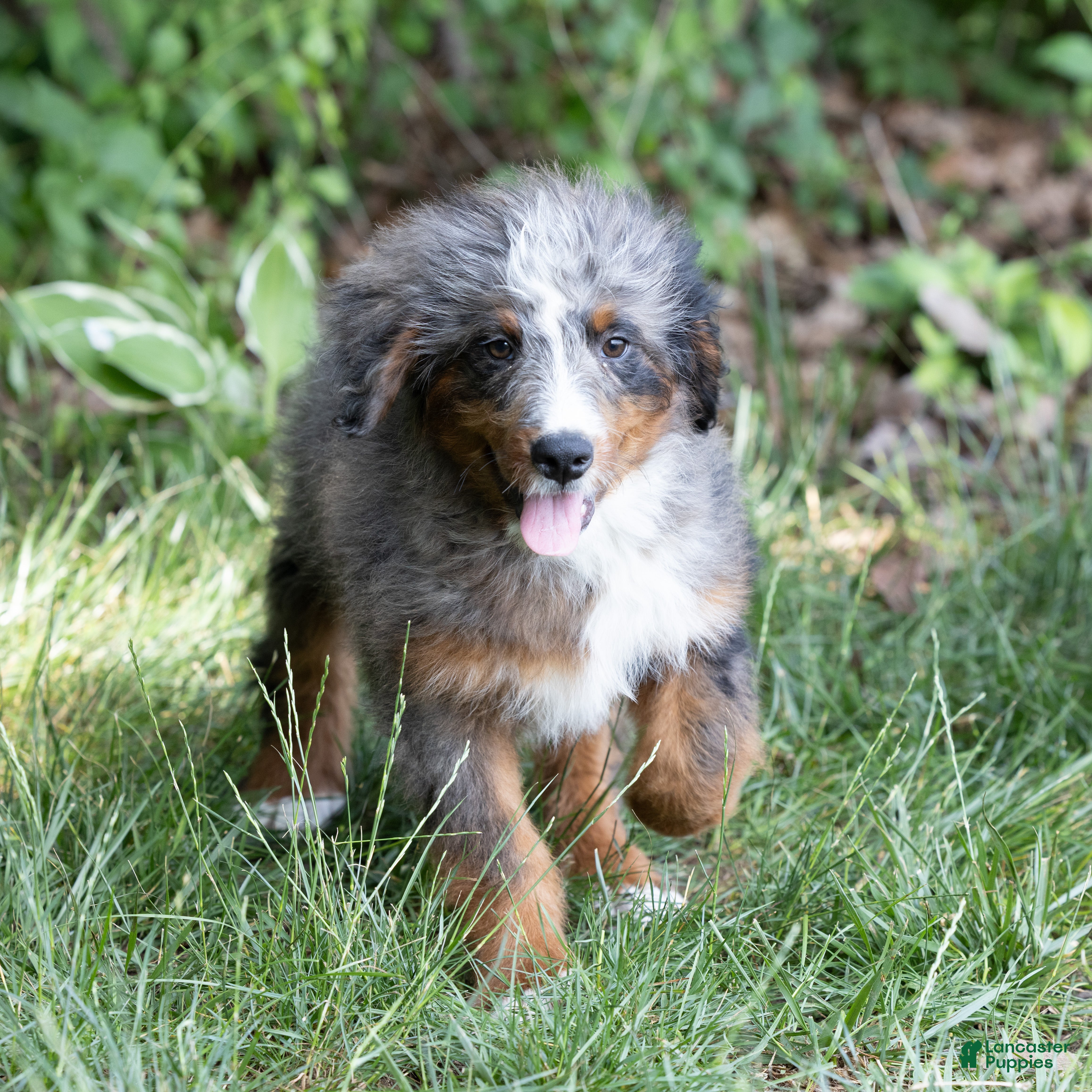 Bernedoodle dogs Shane - Ad 2
