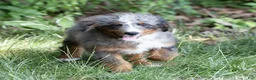 Bernedoodle dogs for sale: Shane - Ad 2