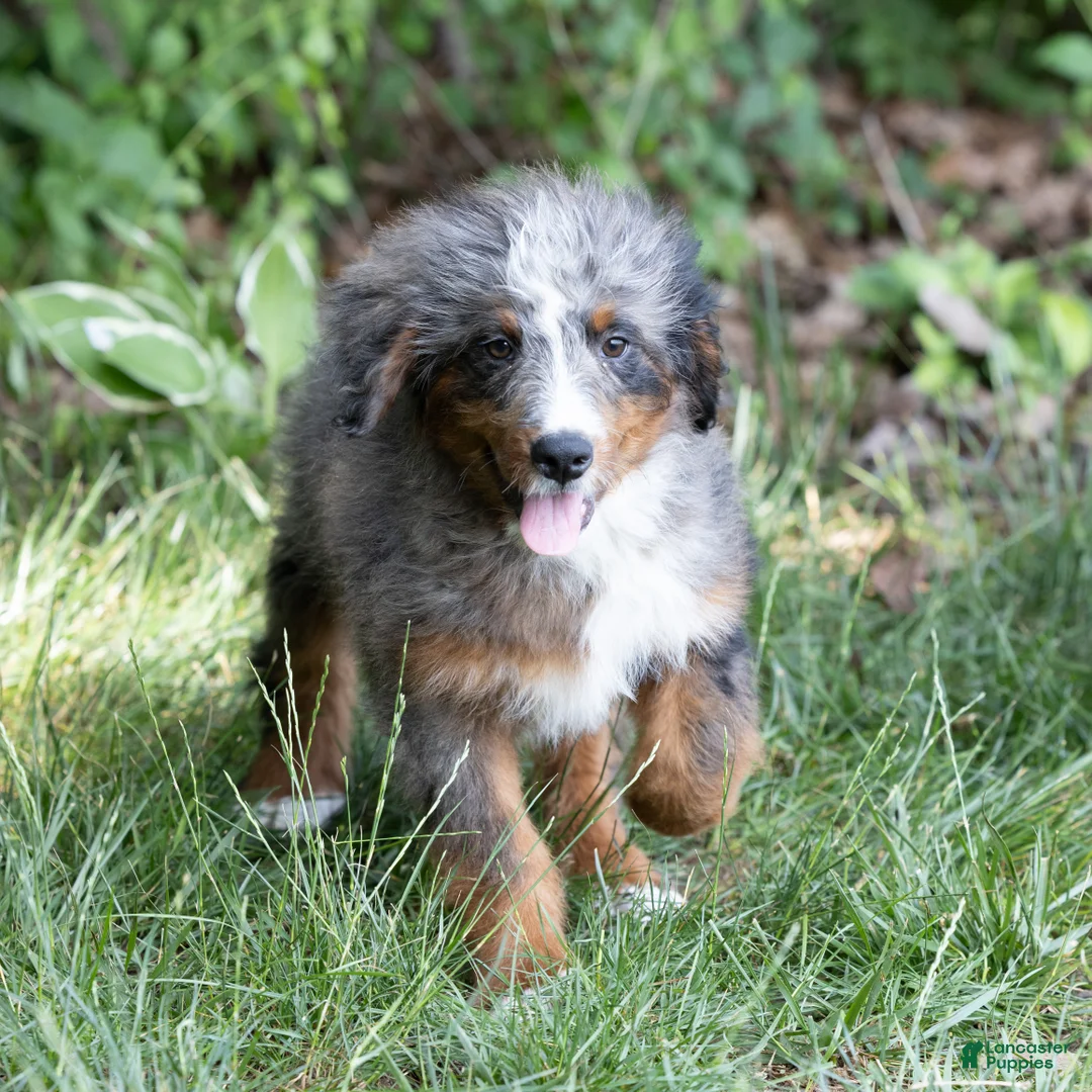 Bernedoodle dogs for sale: Shane - Ad 2