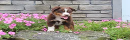 Australian Shepherd dogs for sale: Peaches  - Ad 6