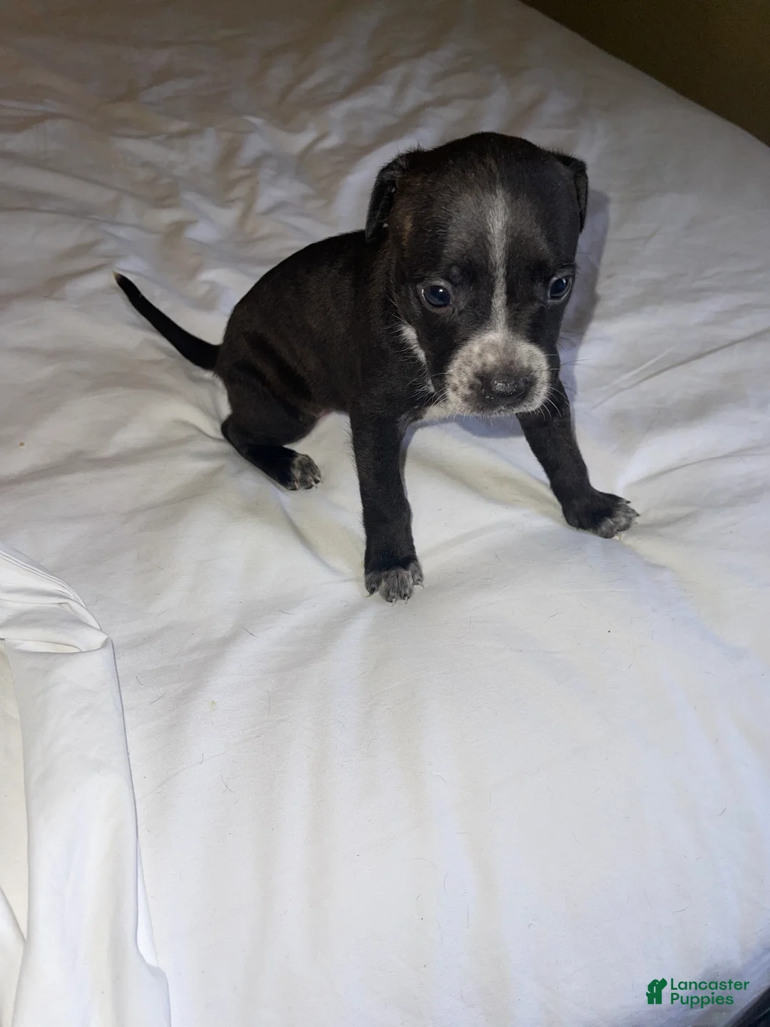 American Pit Bull Terrier dogs for sale: American Pit Bull Terrier Puppy 1 - Ad 9