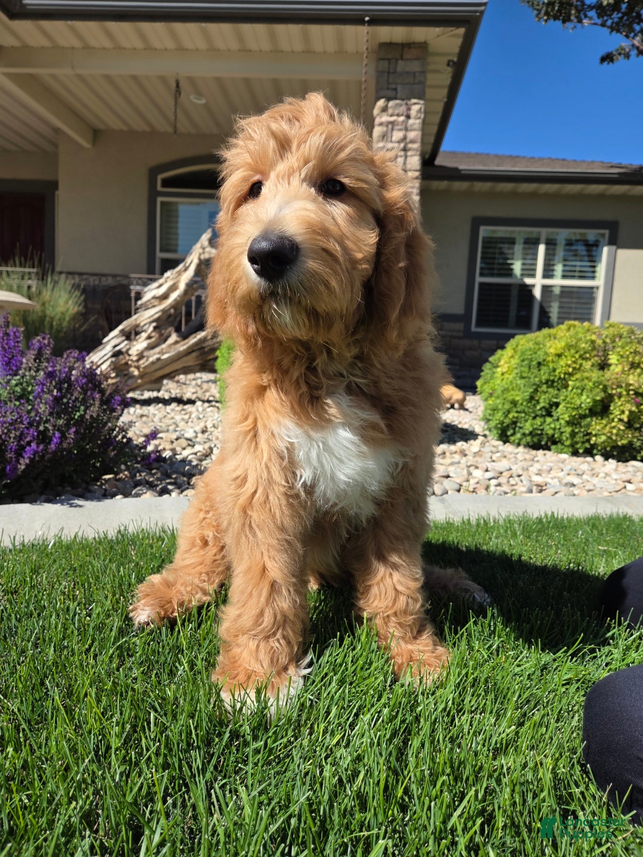 Goldendoodle dogs Benny - Ad 2