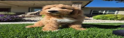 Goldendoodle dogs for sale: Benny - Ad 2