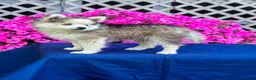 Pomsky dogs for sale: Rascal  - Ad 14