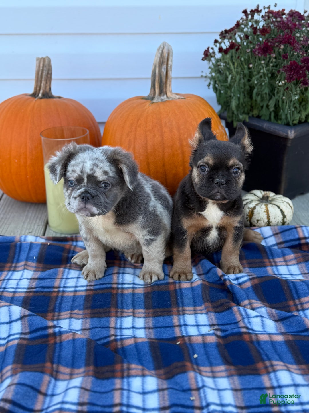 French Bulldog dogs for sale: achilles - Ad 8