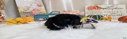 Yorkiepoo dogs for sale: Anna Joy - Ad 6