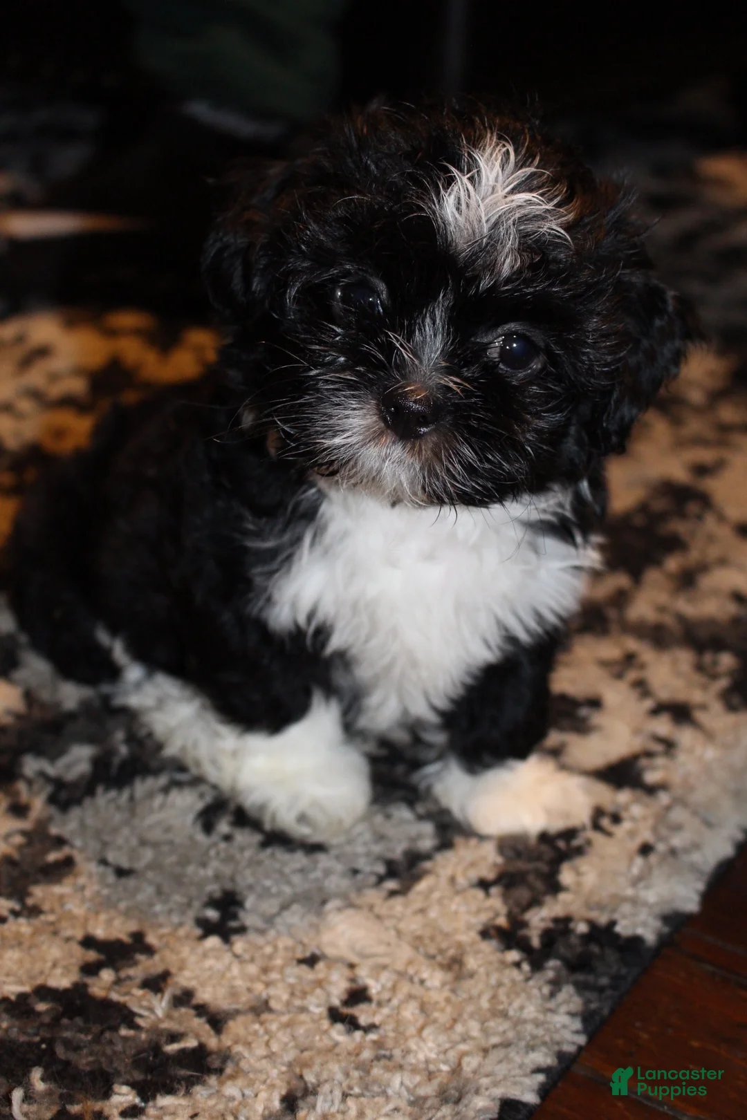 Shihpoo dogs for sale: Shihpoo 2 - Ad 1