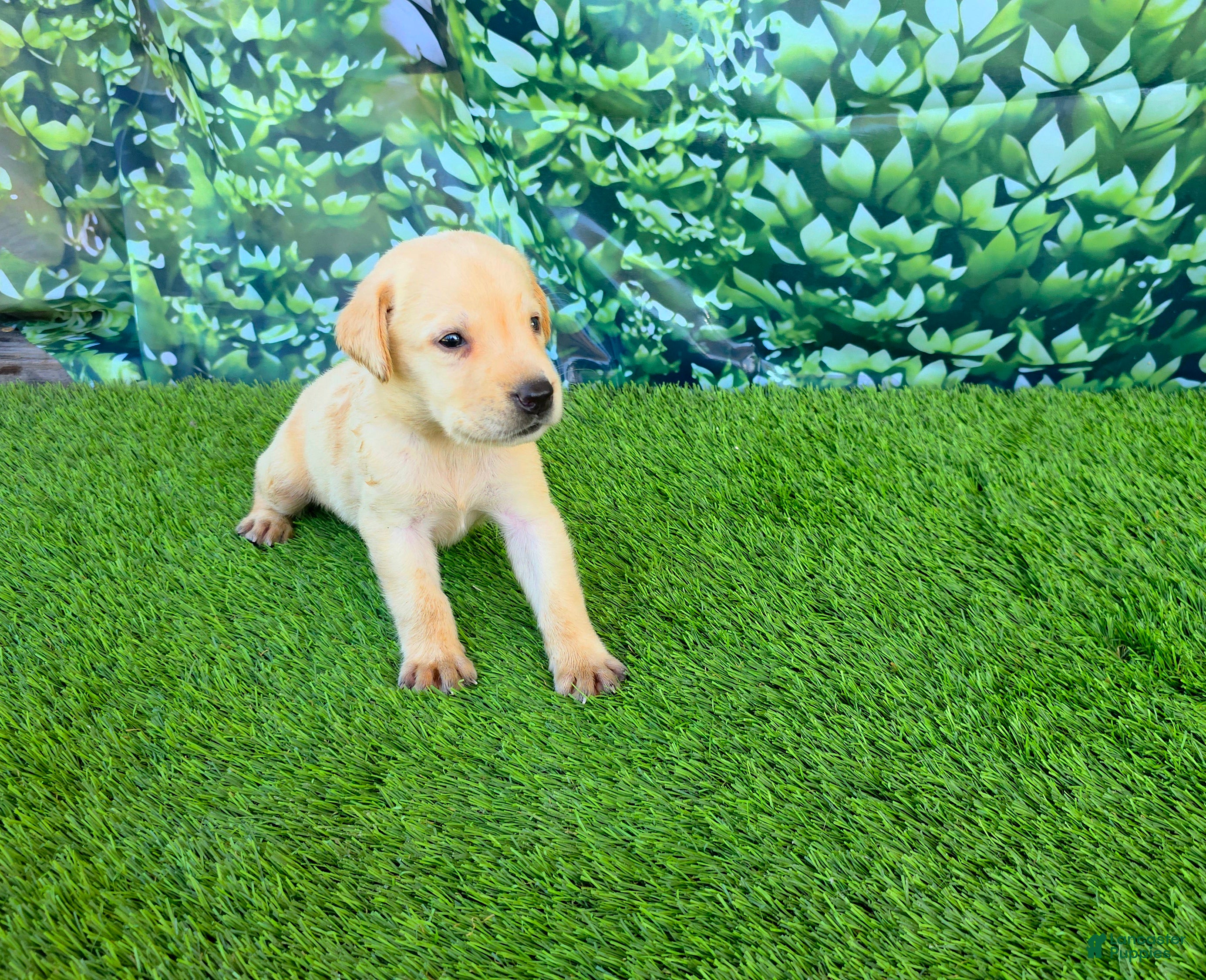 Labrador Retriever dogs Milo - Ad 24