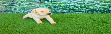 Milo