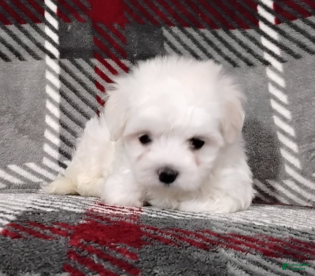 Maltese dogs for sale: Diego - Ad 3