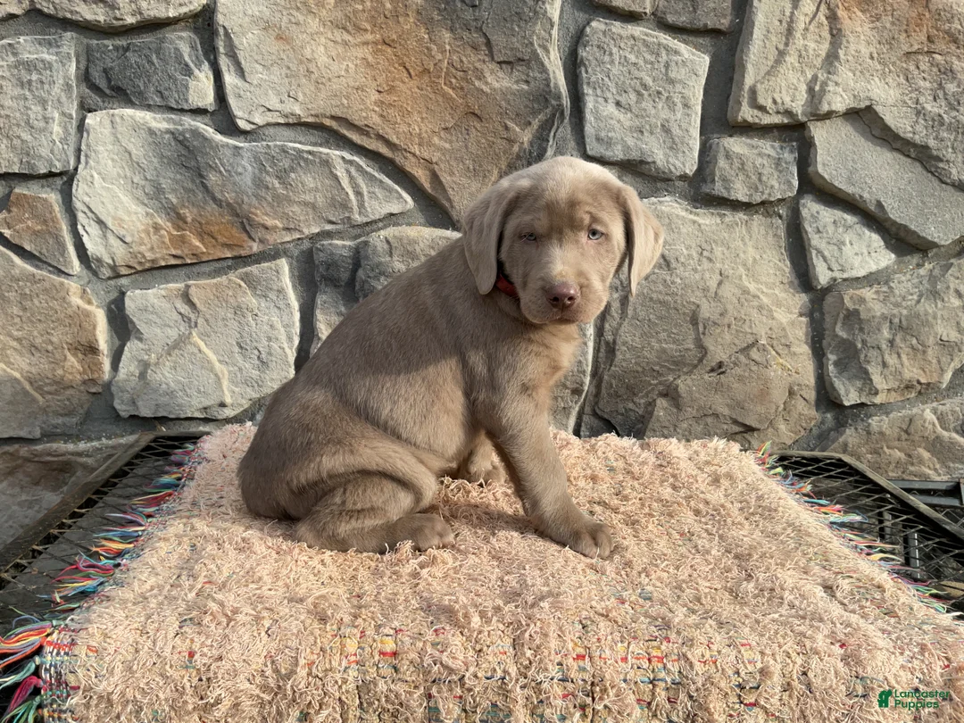Labrador Retriever dogs for sale: Skye - Ad 4