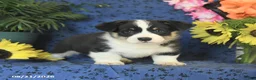 Welsh Corgi Pembroke dogs for sale: Gus - Ad 8