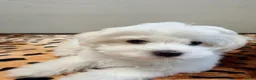 Maltese dogs for sale: Joy - Ad 3