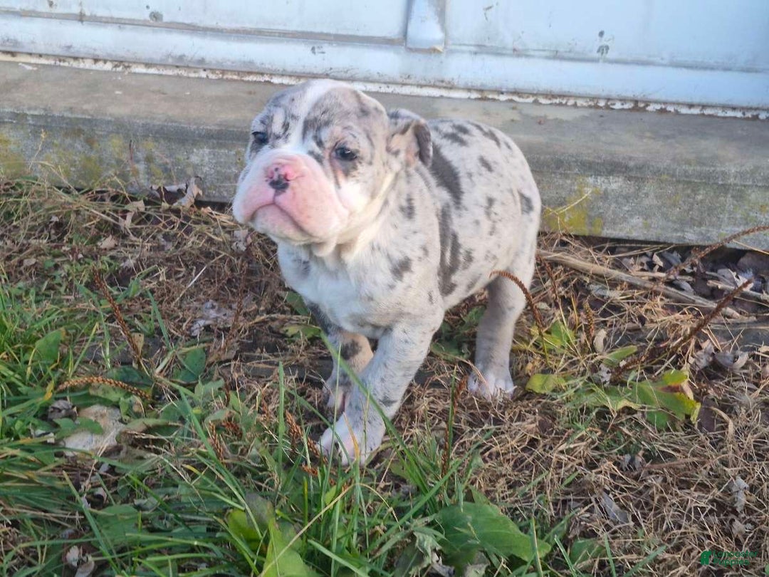 Olde English Bulldogge dogs for sale: Starry - Ad 6