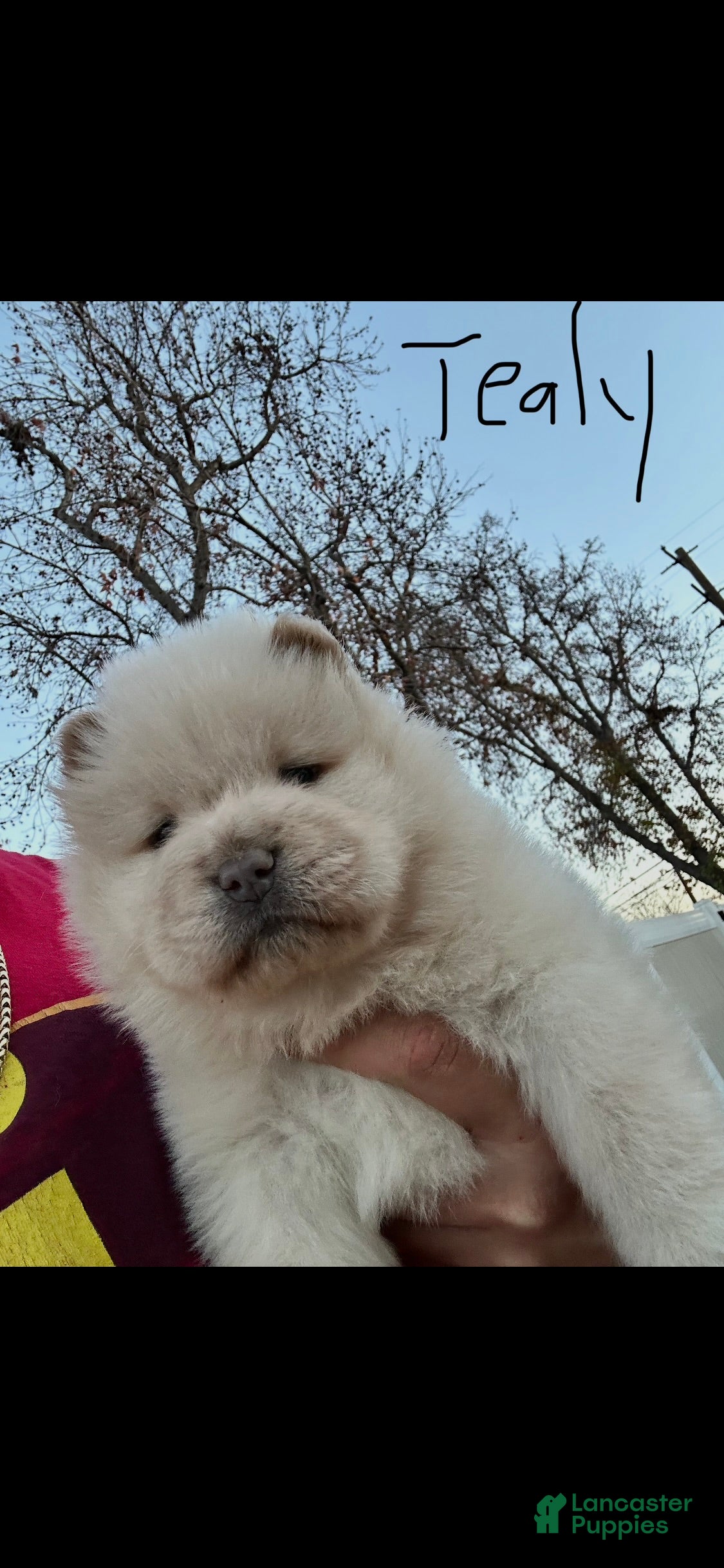 Chow Chow dogs Chow Chow Puppy 2 - Ad 7