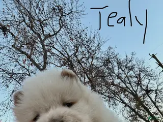 Chow Chow dogs Chow Chow Puppy 2 - Ad 7