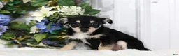 Chihuahua dogs for sale: Sparkle - Ad 2