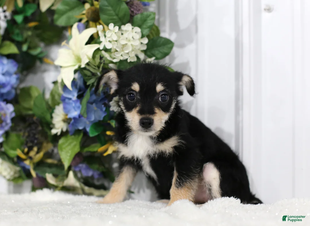 Chihuahua dogs for sale: Sparkle - Ad 2