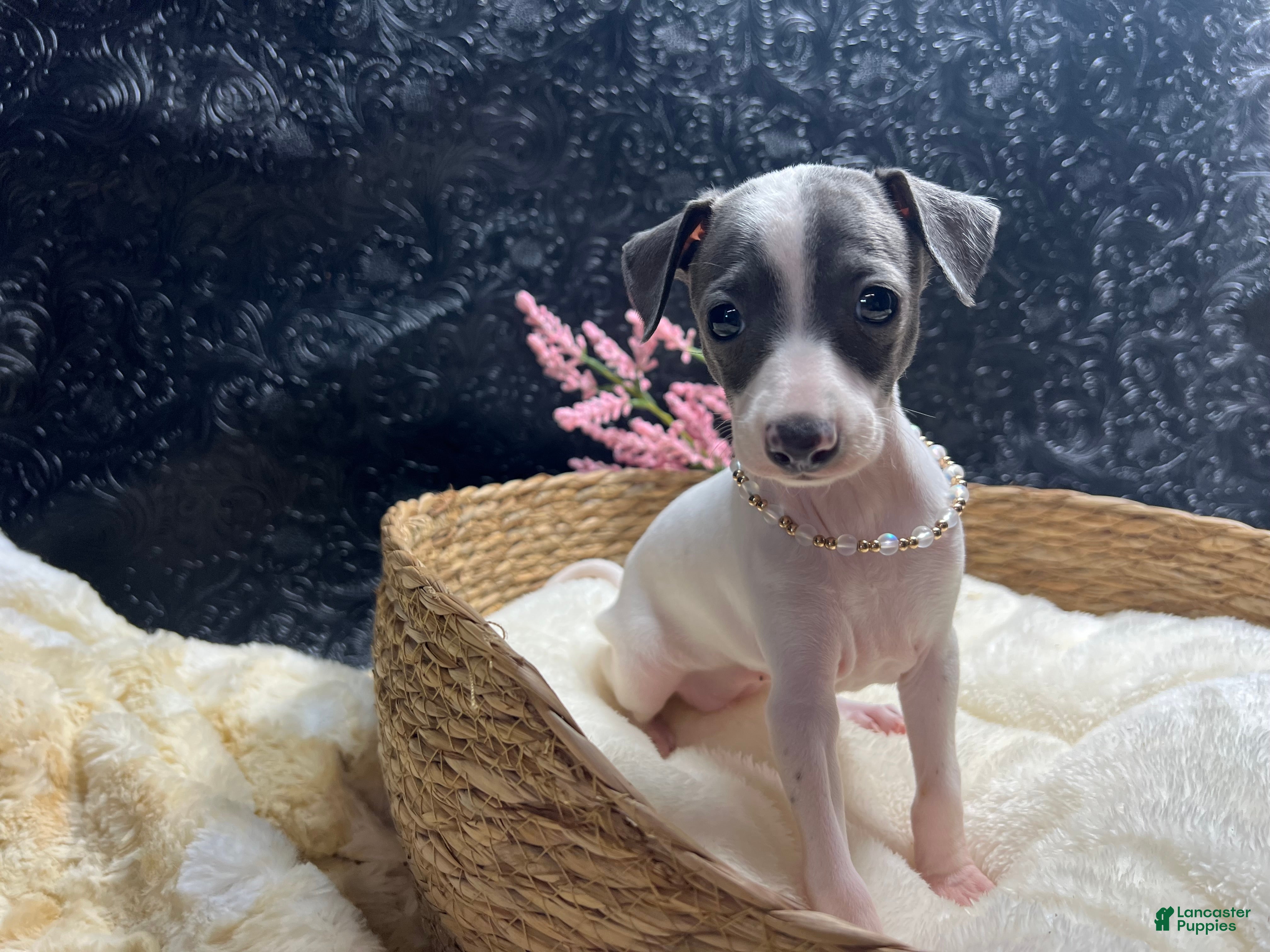 Italian Greyhound dogs Italian Greyhound 3 - Ad 1