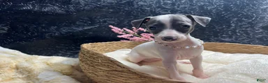 Italian Greyhound 3