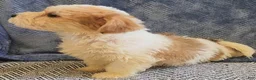 Mixed Breed dogs for sale: Rocky - Ad 3