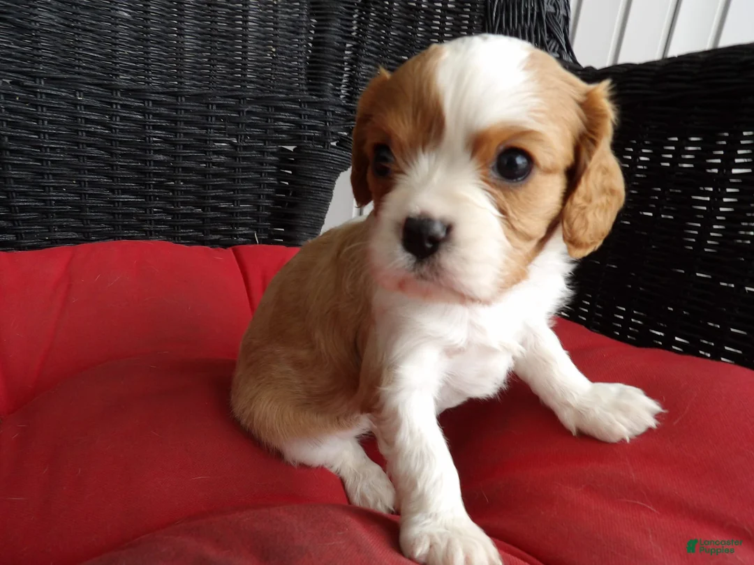 Gallery Image {{count}}