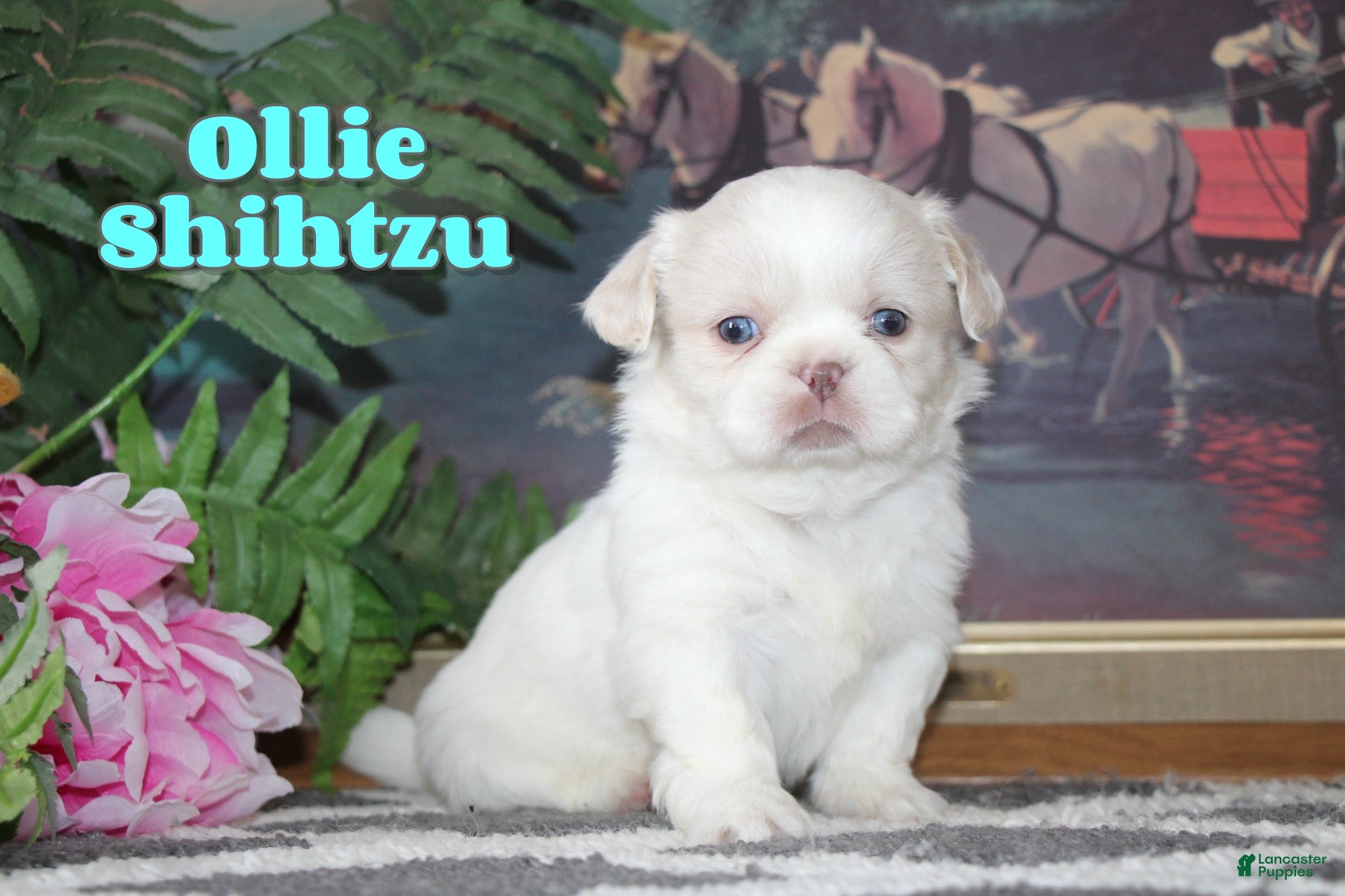 Shih Tzu dogs Ollie - Ad 1