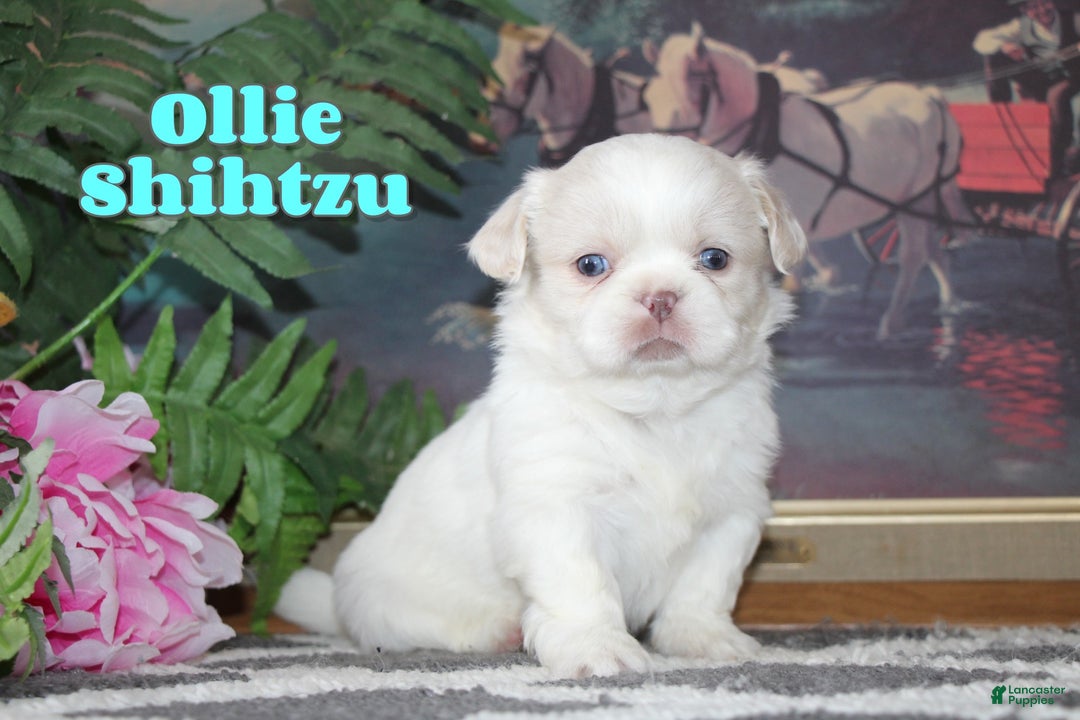 Shih Tzu dogs for sale: Ollie - Ad 1