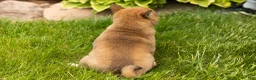 Shiba Inu dogs for sale: Jocelyn  - Ad 5