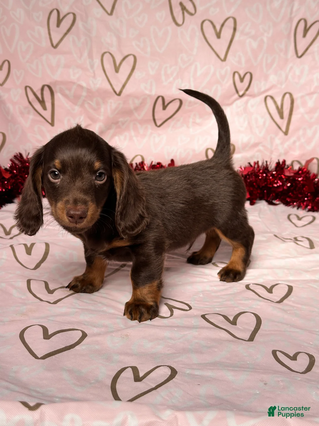 Miniature Dachshund dogs for sale: Preston - Ad 2