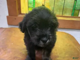Mixed Breed dogs Mixed Breed Puppy 6 - Ad 15
