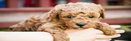Miniature Poodle dogs for sale: Pierce - Ad 7