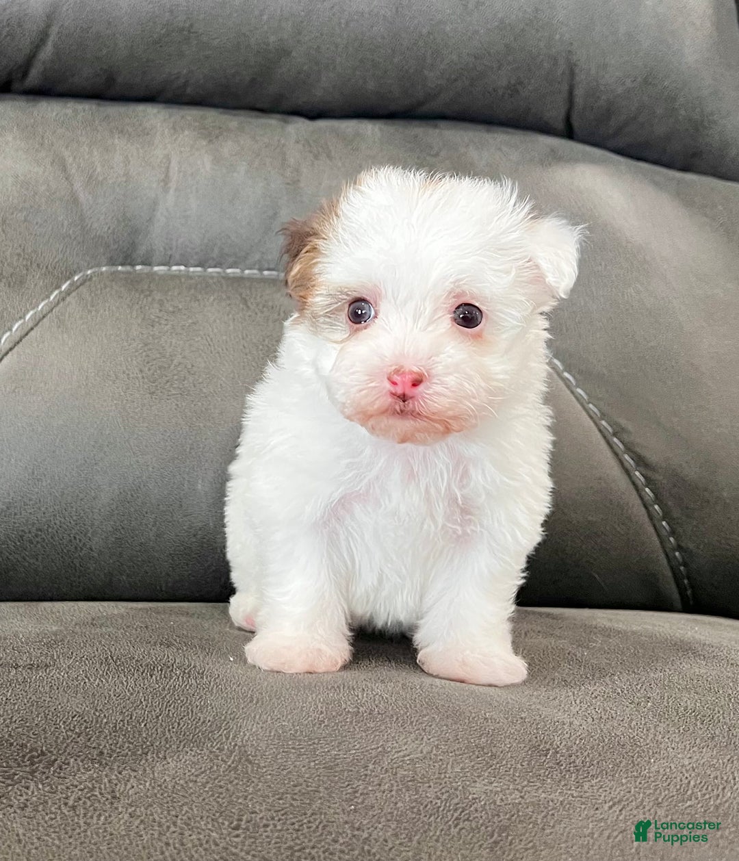 Havanese dogs for sale: Rita - Ad 2