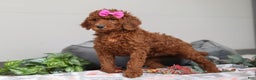 Standard Poodle dogs for sale: Nellie AKC - Ad 7