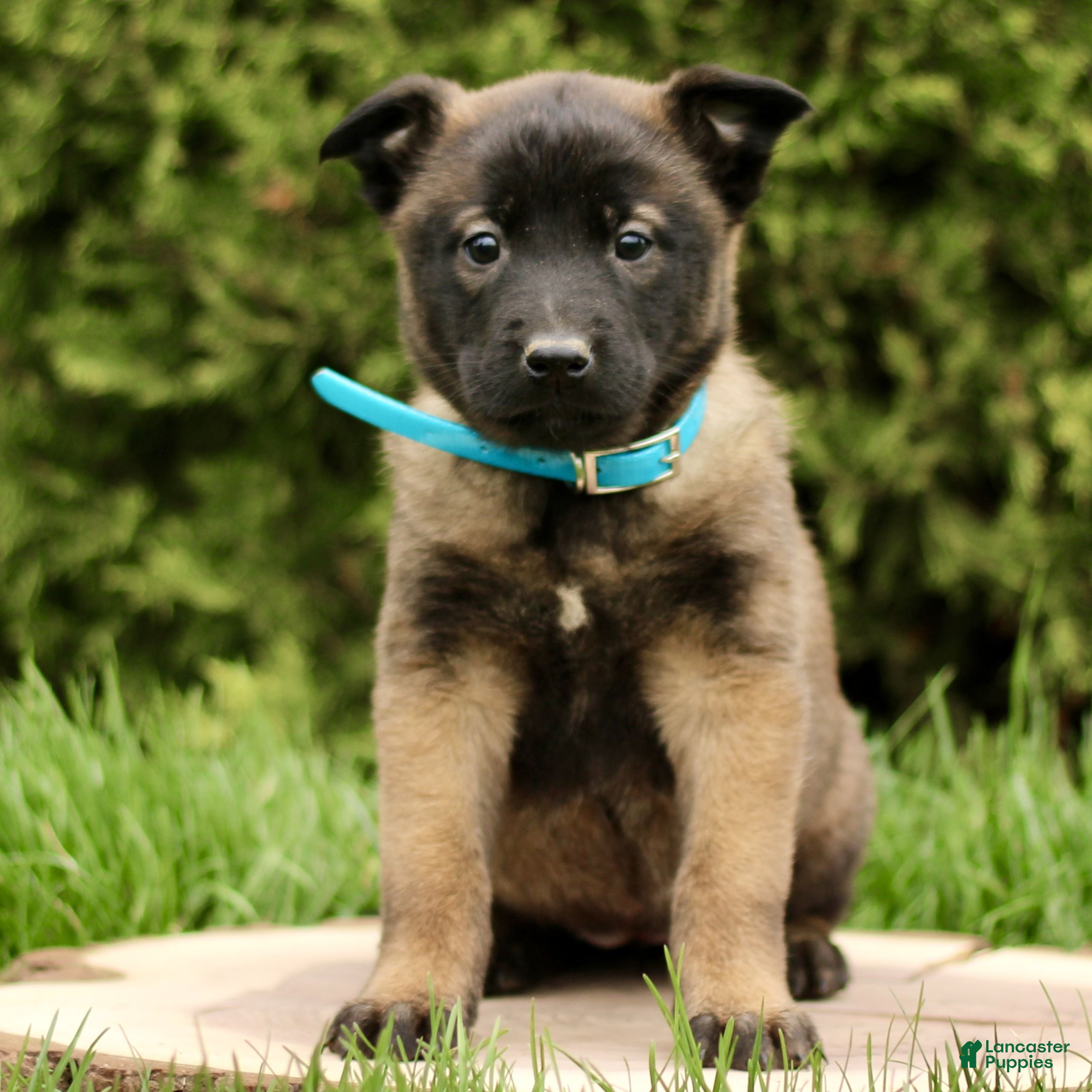 Belgian Malinois dogs Summer  - Ad 2